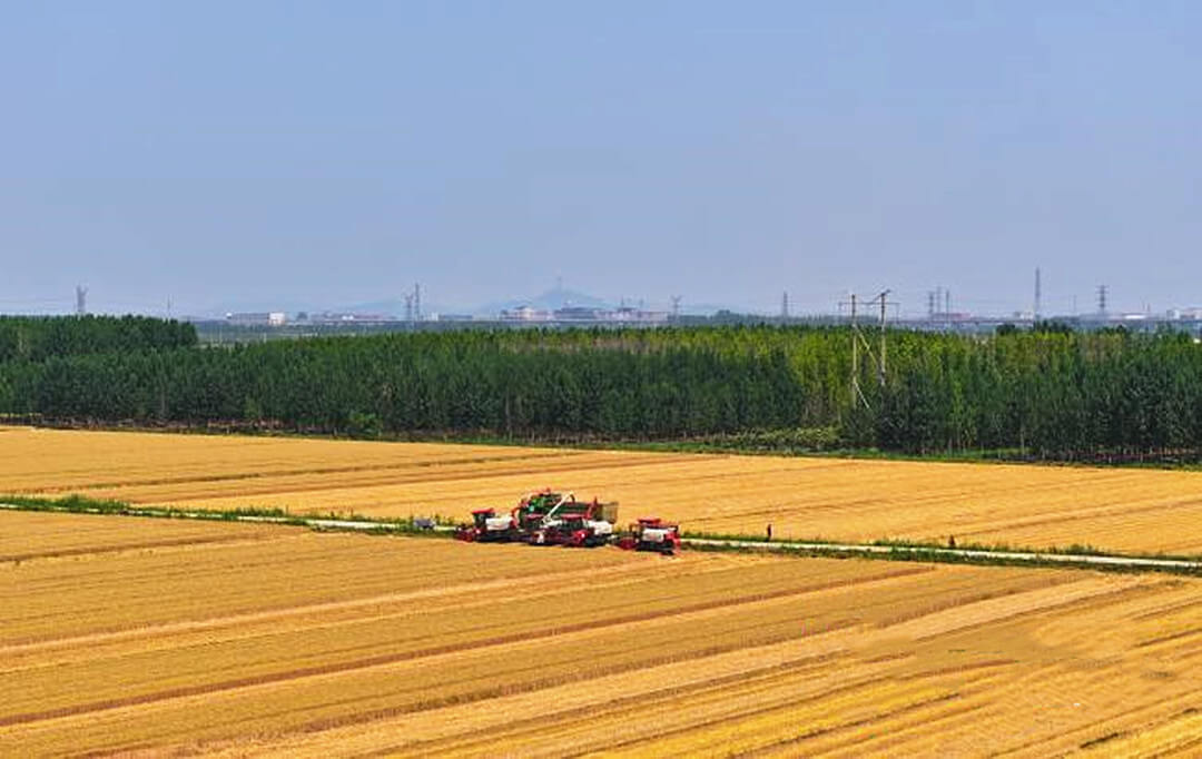 临沂市夏收基本完成